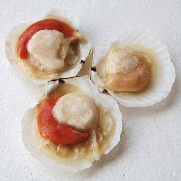 scallop